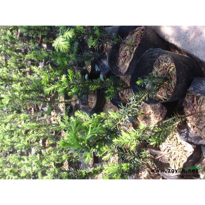 珍稀品种曼地亚红豆杉