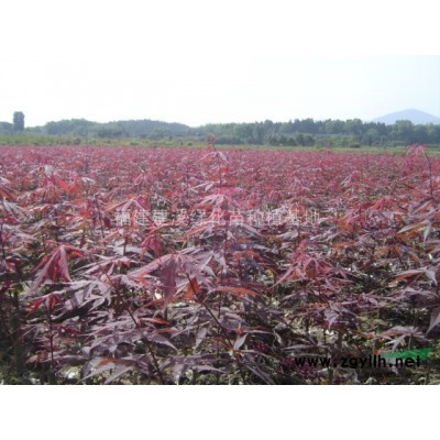 红叶石楠3