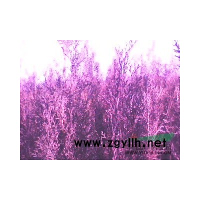 河北供应侧柏数十万棵