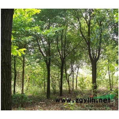 低价处理一批香樟树，胸径10~20CM