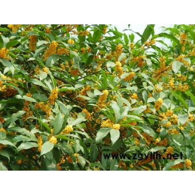 海南黄花梨容器苗