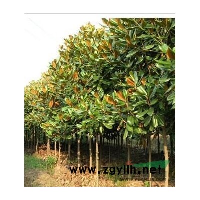 供应榆叶梅、樱花大叶女贞、广玉兰、高杆红叶石楠、龙柏