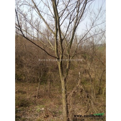 胸径15公分朴树