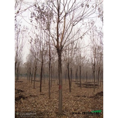 沾化县苗木供应基地