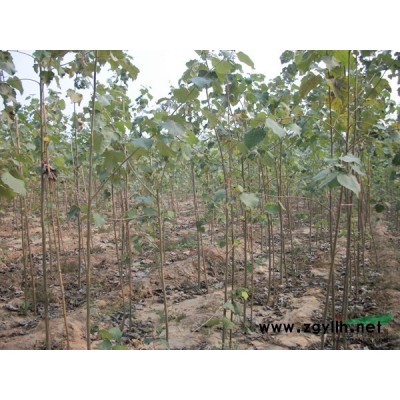 山东晨鑫苗木-山东毛白杨种植基地 - 山东速生柳_山东椿树