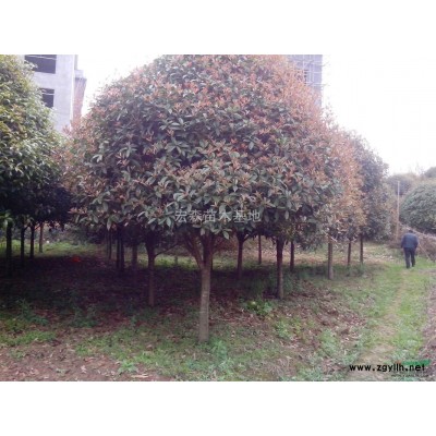 长期供应各规格桂花树