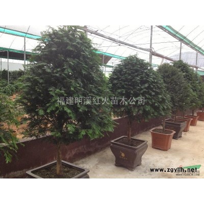 嫁接红花继木 造型多样~ 价格面仪~