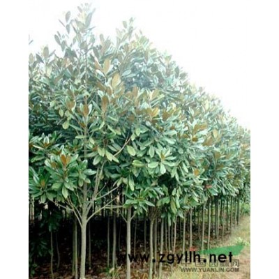 紫薇5图片\紫薇5报价