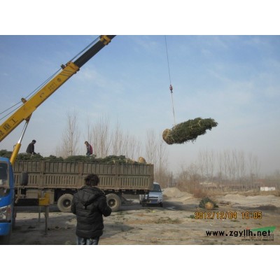 现低价销售：白皮松.油松