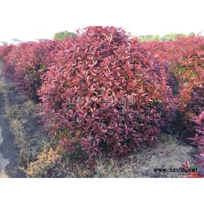 出售常州多年生当地金森女贞精品光球。