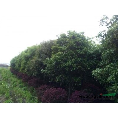 红叶石楠30量5公分65元一颗。10公分3米冠幅金桂