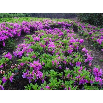 大量供应香樟树、移栽香樟树、多杆（头）香樟树、野生香樟树