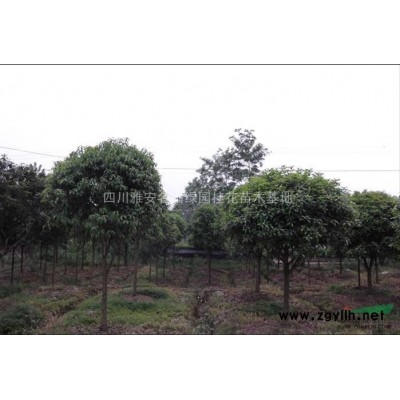 四川各种桂花，四季桂金桂11-13公分名山桂花