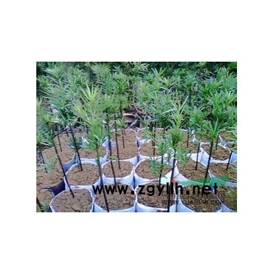 武汉供应、樱桃苗、广玉兰、紫玉兰、桂花苗