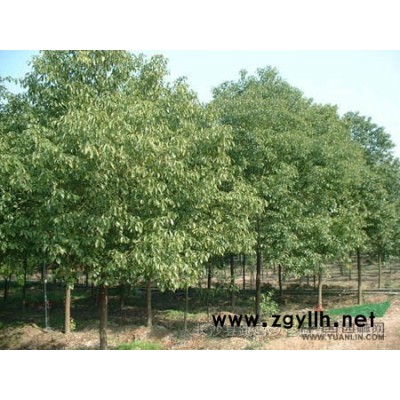 出售 香樟 2-40公分，朴树6-50，无患子 4-30公分