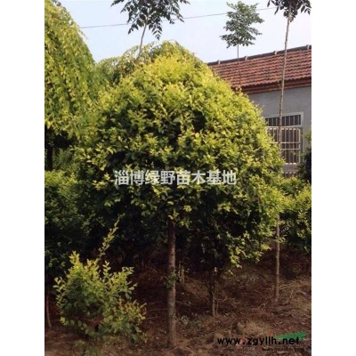 大量供应金叶榆，落地球，质优价廉~速来