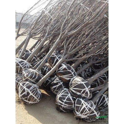 泰安白皮松，山东雪松，山东泰安华山松