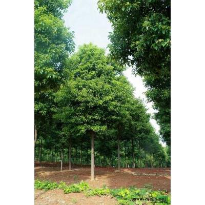 供应10-12公分移植全冠香樟 香樟价格