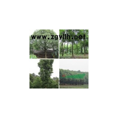 常年供应丛生香樟