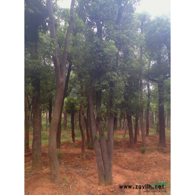 香樟，桂花，水杉，香泡，红果冬青，栾树，广玉兰