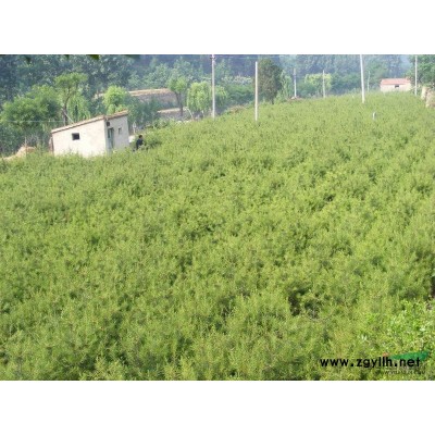 河北广玉兰.介绍