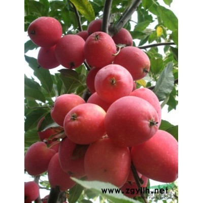 印第安魔力海棠苗，绚丽海棠苗