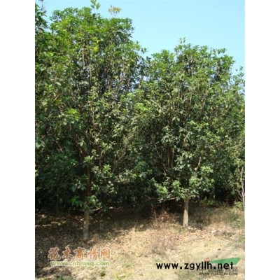 福建地区供应鸡冠刺桐