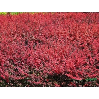 长期供应香樟树