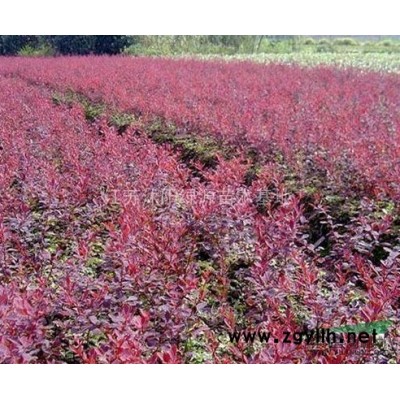 常绿冬青50CM 规格* 0.55元 颗