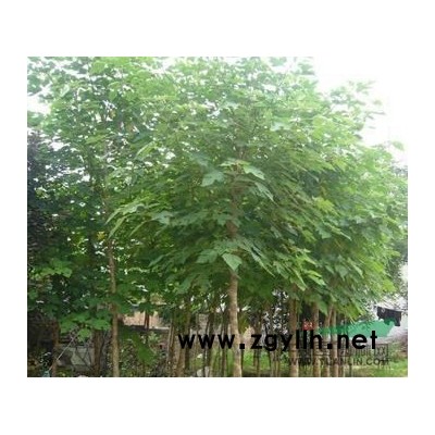 陕西省商洛市供应直径2至25公分五角枫