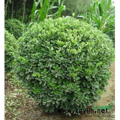 浙江瓜子黄杨供应 出售萧山瓜子黄杨 瓜子黄杨球园林用途