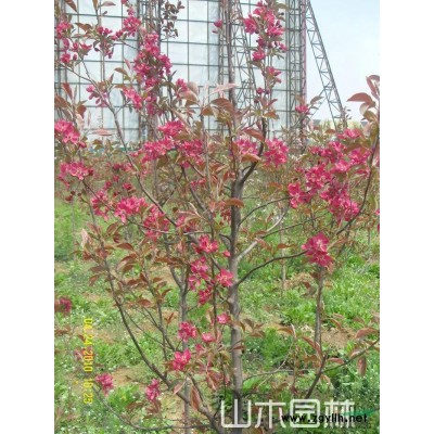 北美海棠王族苗木