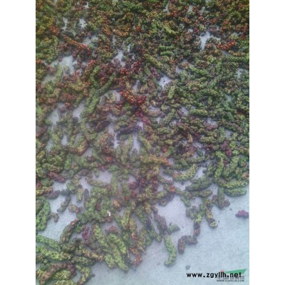 河北北栾种子信息