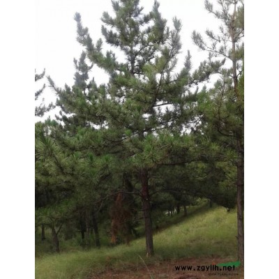 河北保定易县油松供应