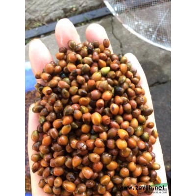 红枫种子、青枫种子