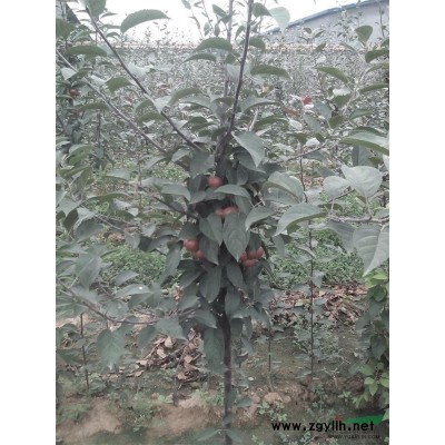 大量供应 2 3 公分的白蜡