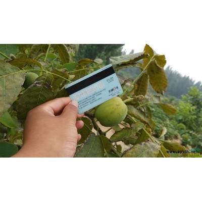 长期供应核桃苗