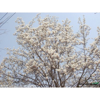 龙柏大小苗、金叶女贞球、小叶女贞球