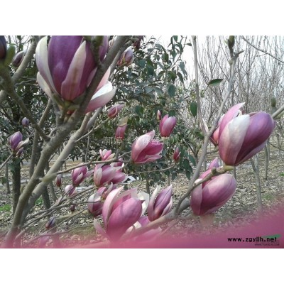 供应玉兰白玉兰樱花6-10个径