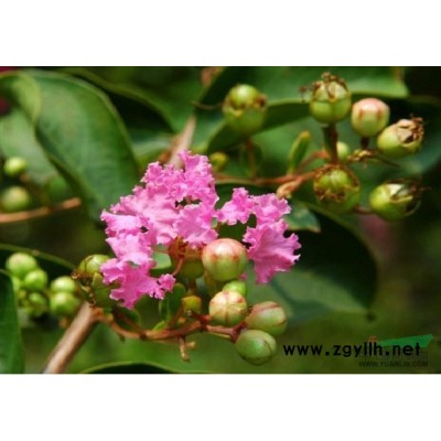 江苏天和常年供应紫薇/紫薇花/紫薇树/紫薇小苗