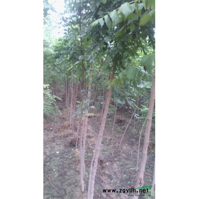 衡水毛白杨基地