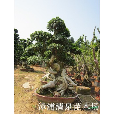 榕树盆景、嫁接印度榕、榕树盆景价格、小叶榕市场批发