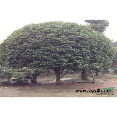 大量供应朴树，桂花，樟树，合欢，杉树，银杏，女贞。