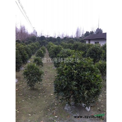 成都高杆桂花，成都红花紫薇，成都红枫，成都晚樱，树形漂亮，