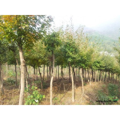 河南信阳供应各种规格五角枫