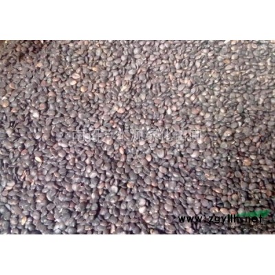 *新黄栌价格供应