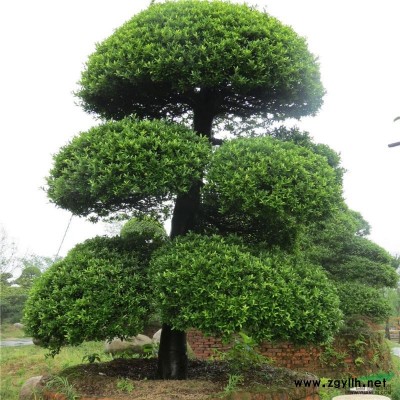 浙江长兴、金华供应8-13公分 罗汉松