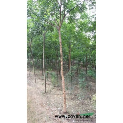 速生国槐价格  原生国槐价格