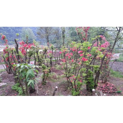 野生 大映山红 杜鹃 树兜