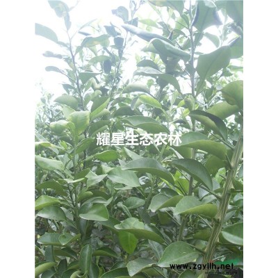 香樟树大树 香樟木 绿化行道树木 绿化工程树木 常绿树 名贵